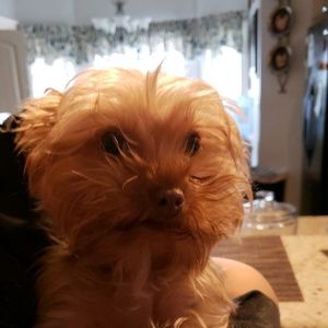 Meet your Posher, Ivan